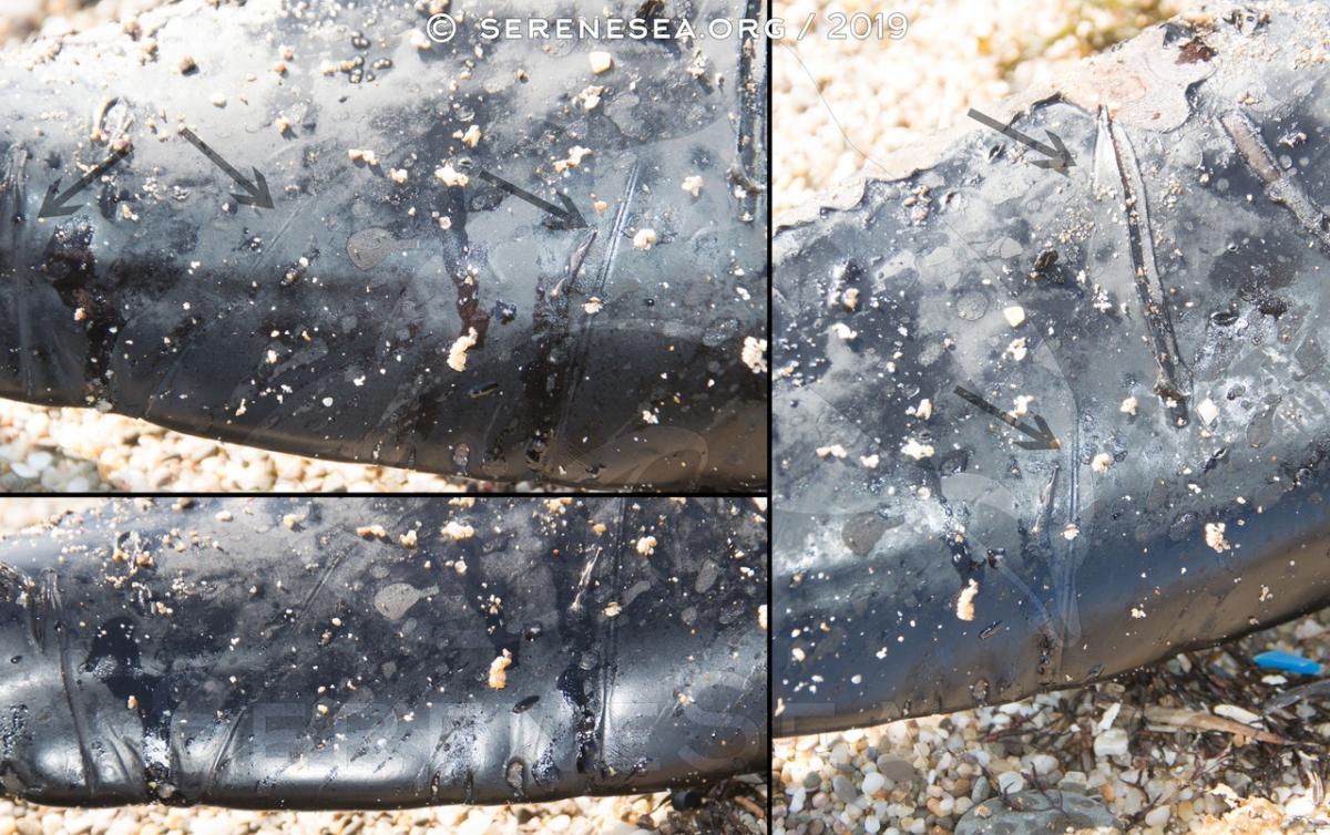 Гибель дельфинов в Крыму