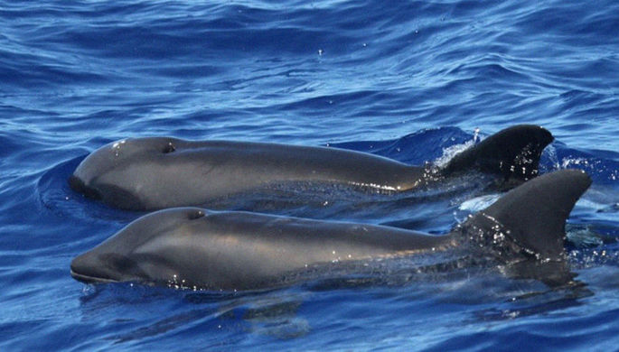 В Крыму зоозащитники обеспокоены десятками мертвых дельфинов