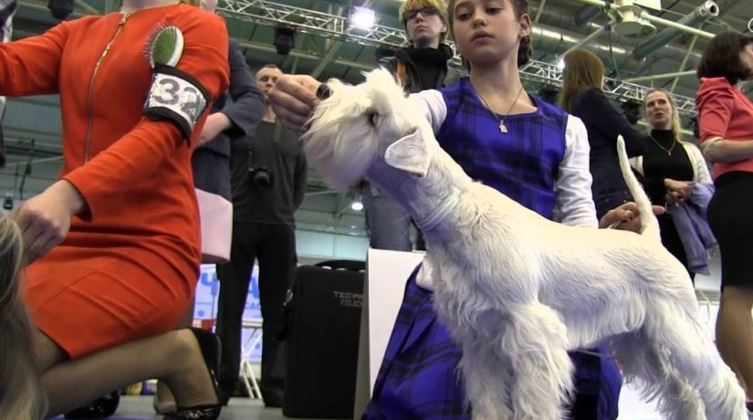 Выставка собак в Киеве