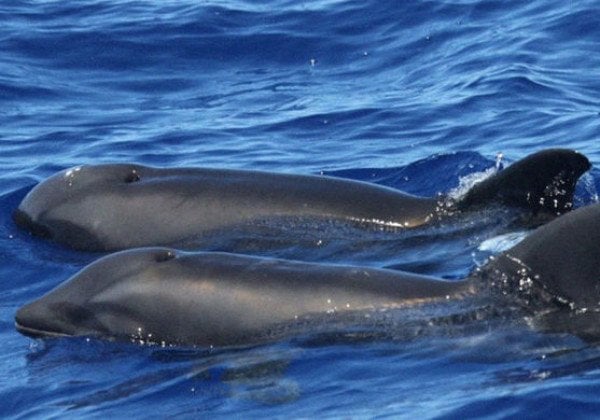 В Крыму зоозащитники обеспокоены десятками мертвых дельфинов