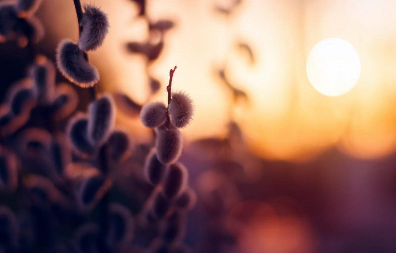 12 квітня – яке сьогодні свято – що робити у Вербну неділю