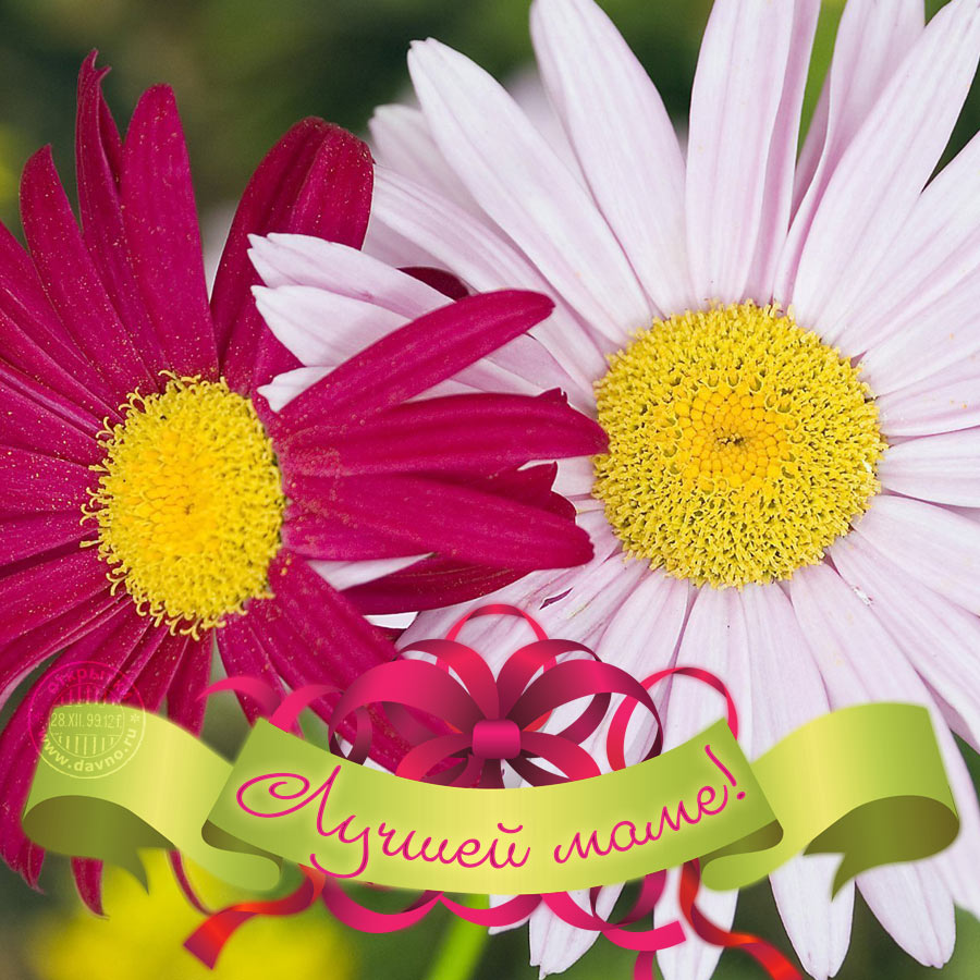 День матери – картинки