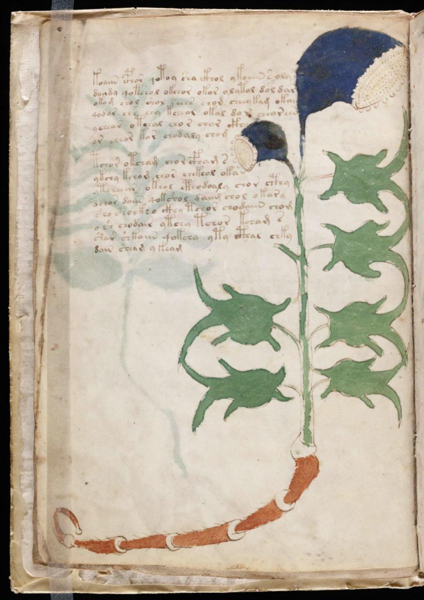 Манусрикпт Войнича Манусрикпт Войнича