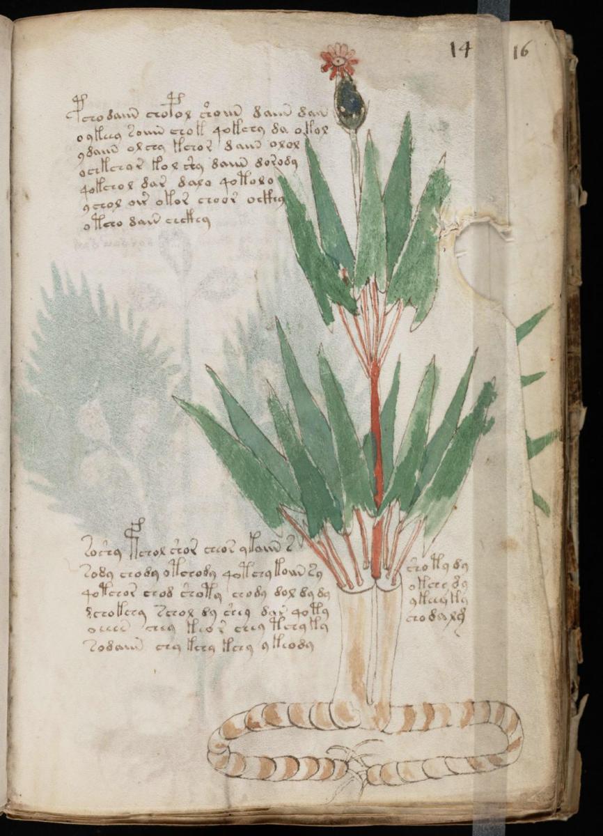 Манусрикпт Войнича Манусрикпт Войнича