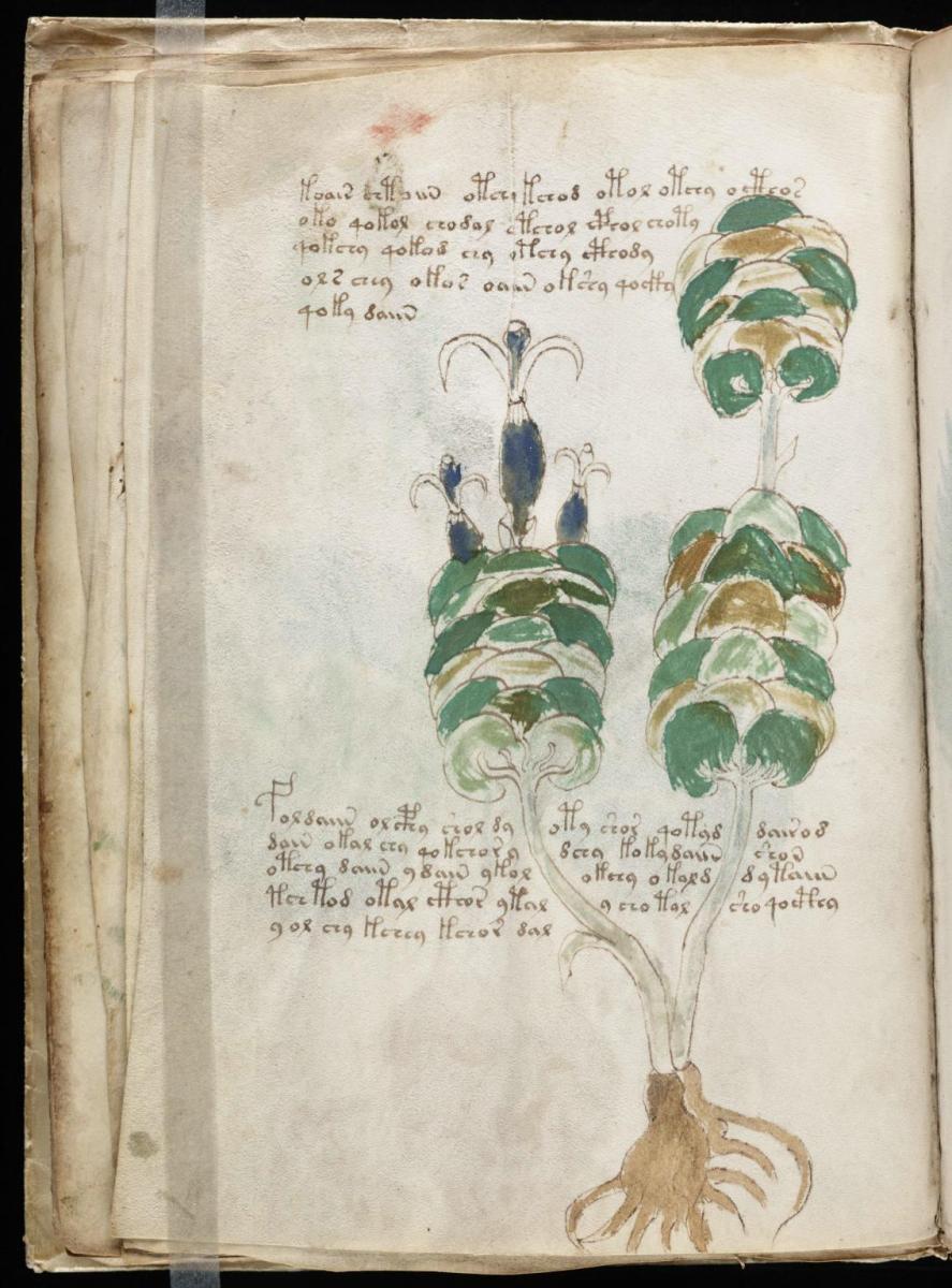 Манусрикпт Войнича Манусрикпт Войнича