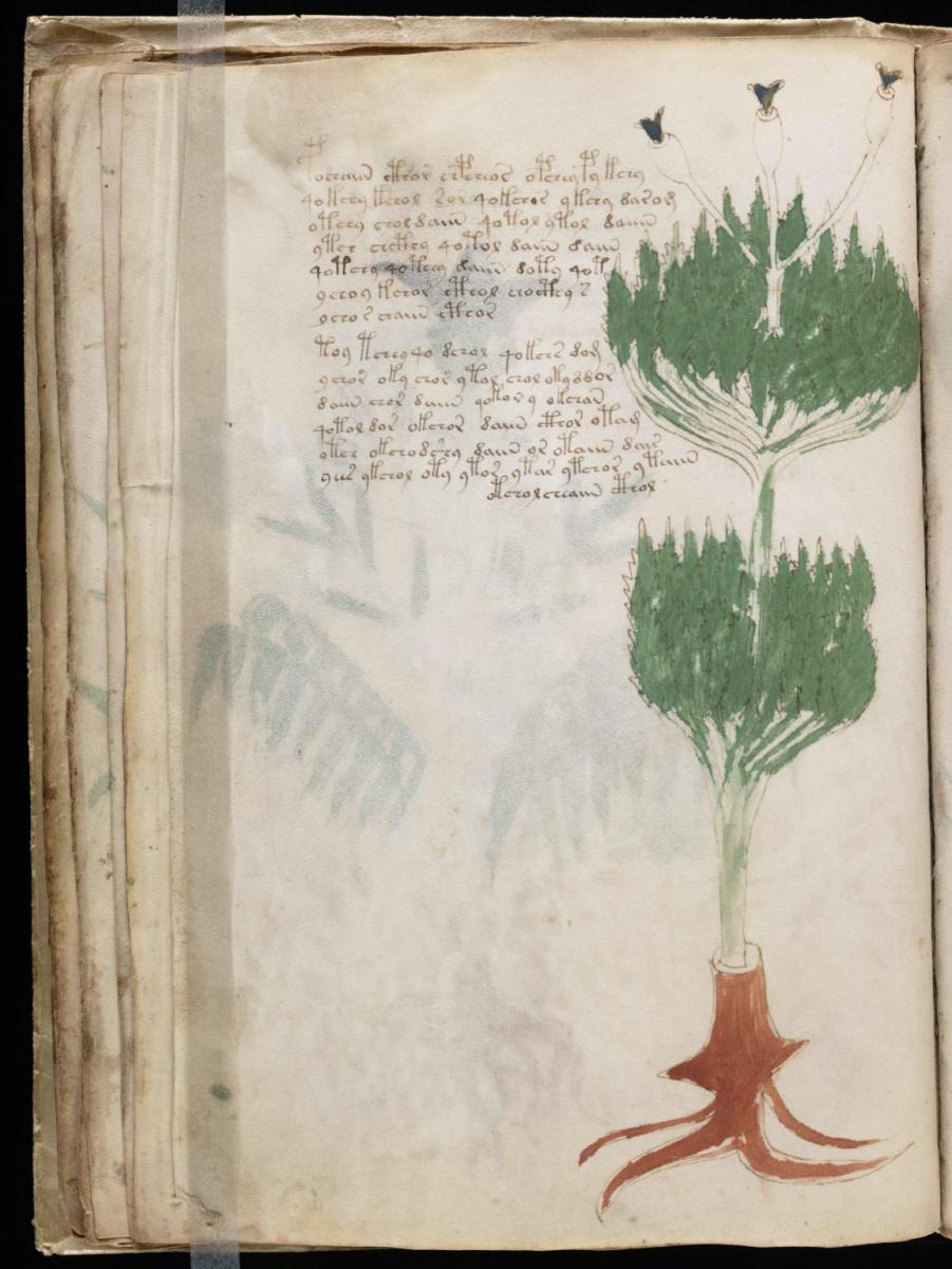 Манусрикпт Войнича Манусрикпт Войнича