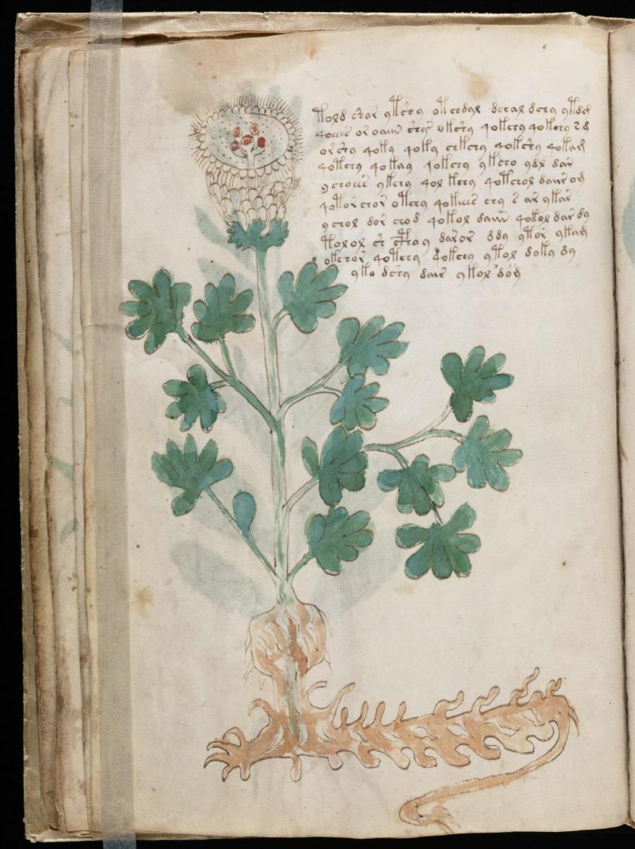 Манусрикпт Войнича Манусрикпт Войнича