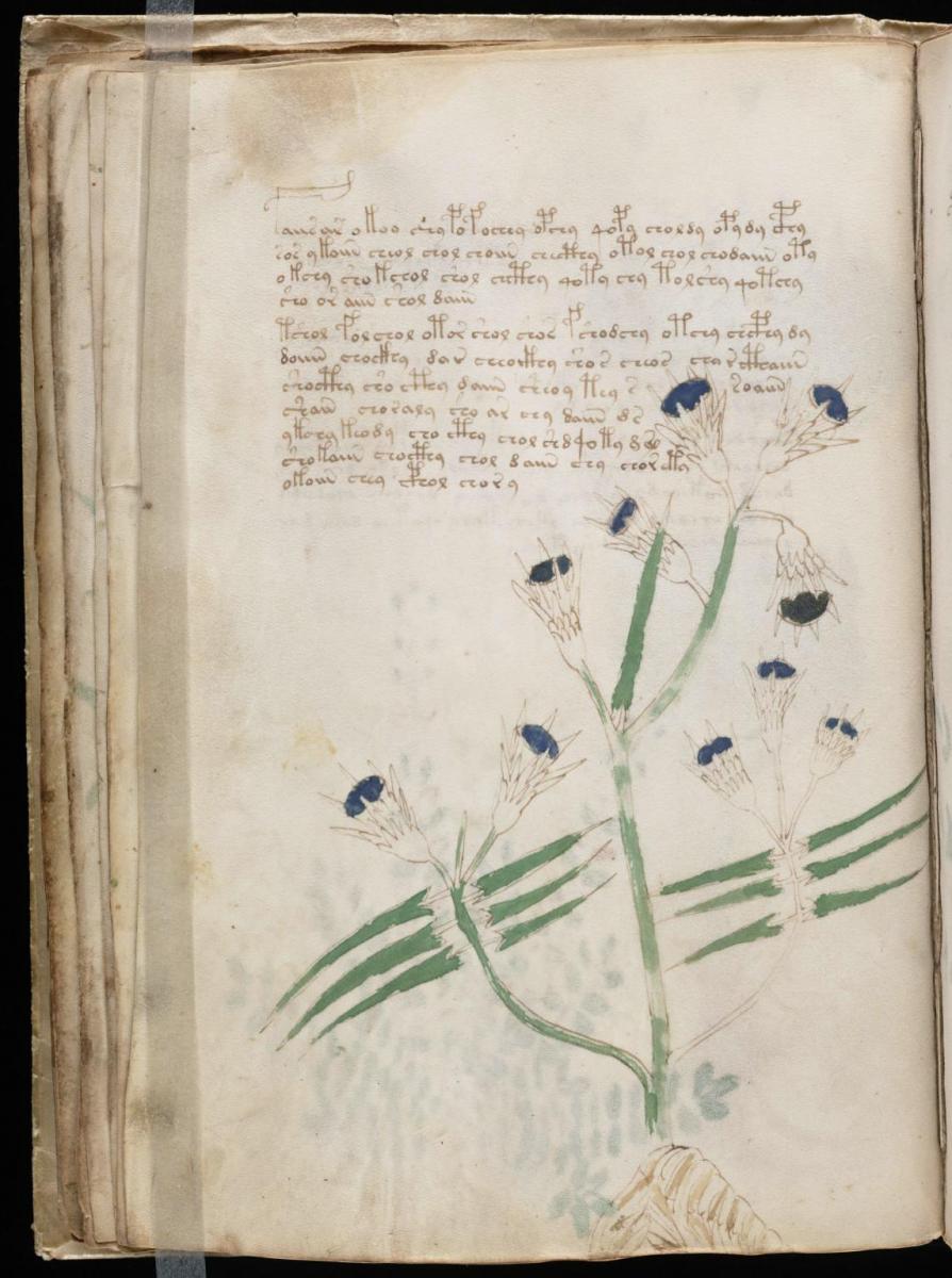 Манусрикпт Войнича Манусрикпт Войнича