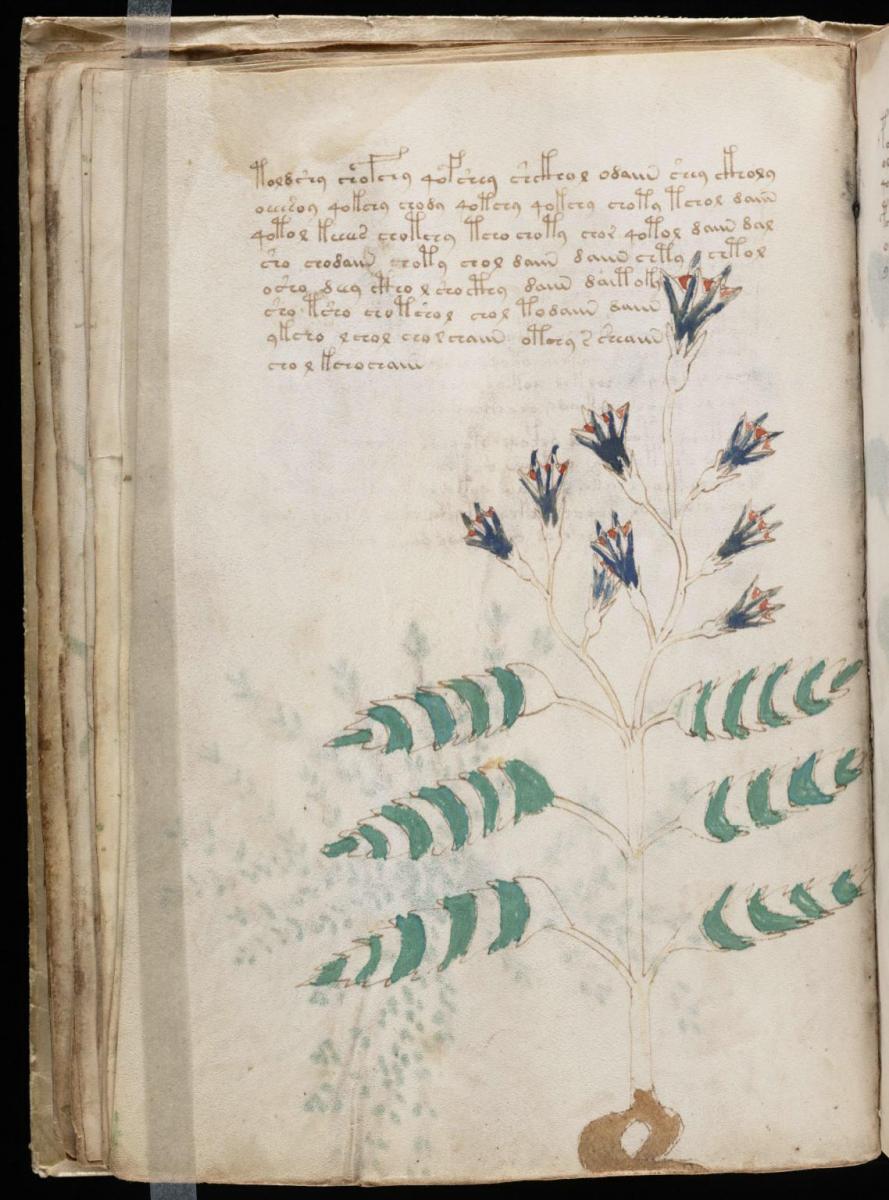 Манусрикпт Войнича Манусрикпт Войнича