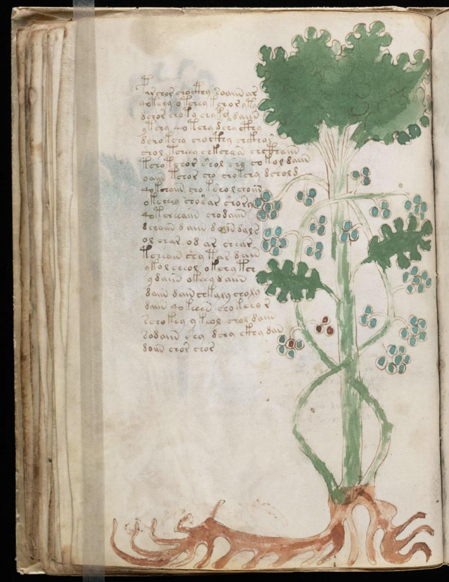 Манусрикпт Войнича Манусрикпт Войнича