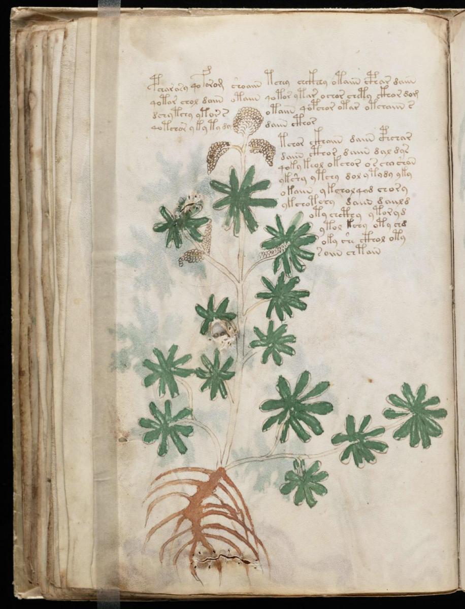 Манусрикпт Войнича Манусрикпт Войнича