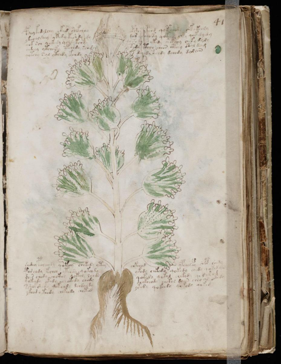 Манусрикпт Войнича Манусрикпт Войнича