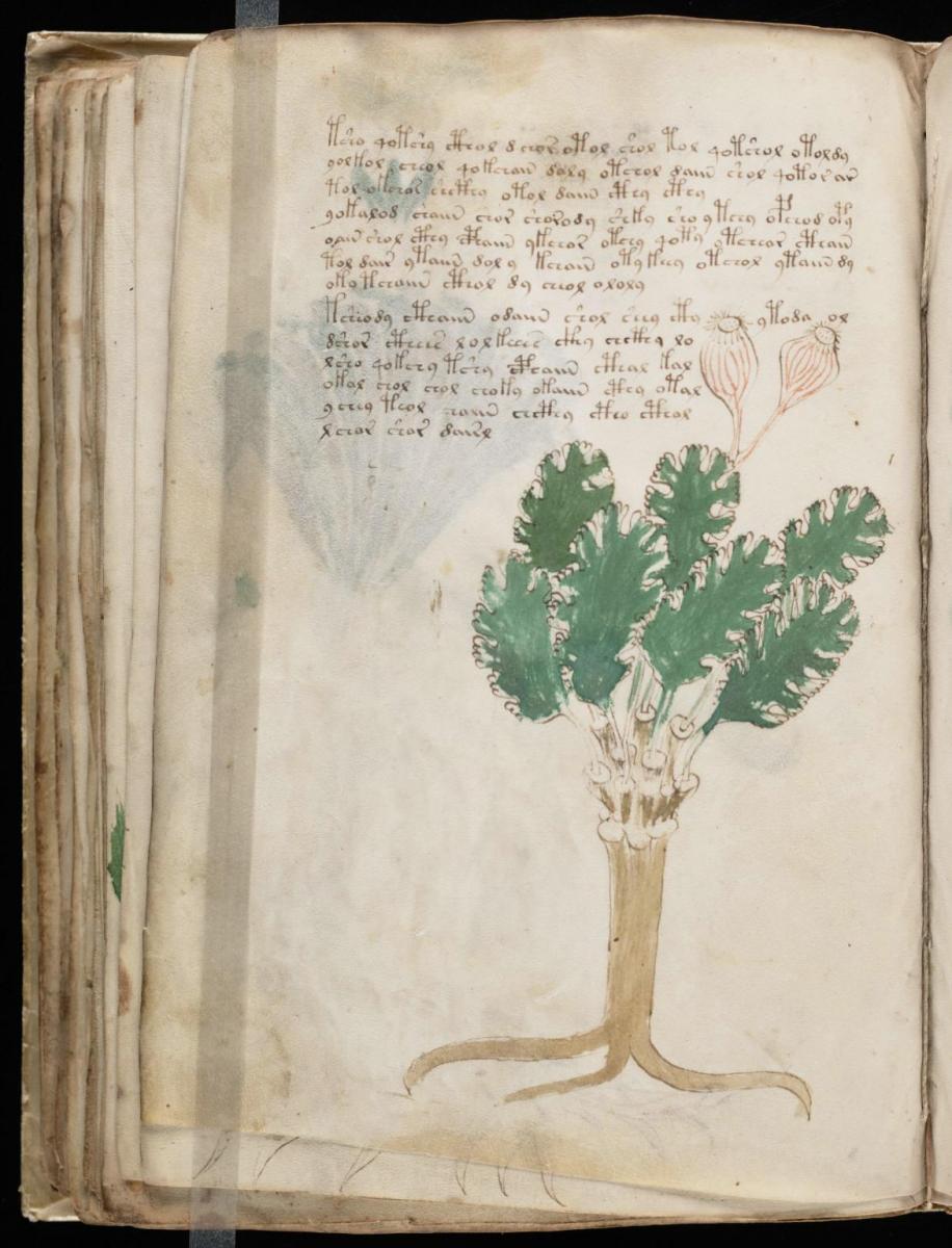 Манусрикпт Войнича Манусрикпт Войнича