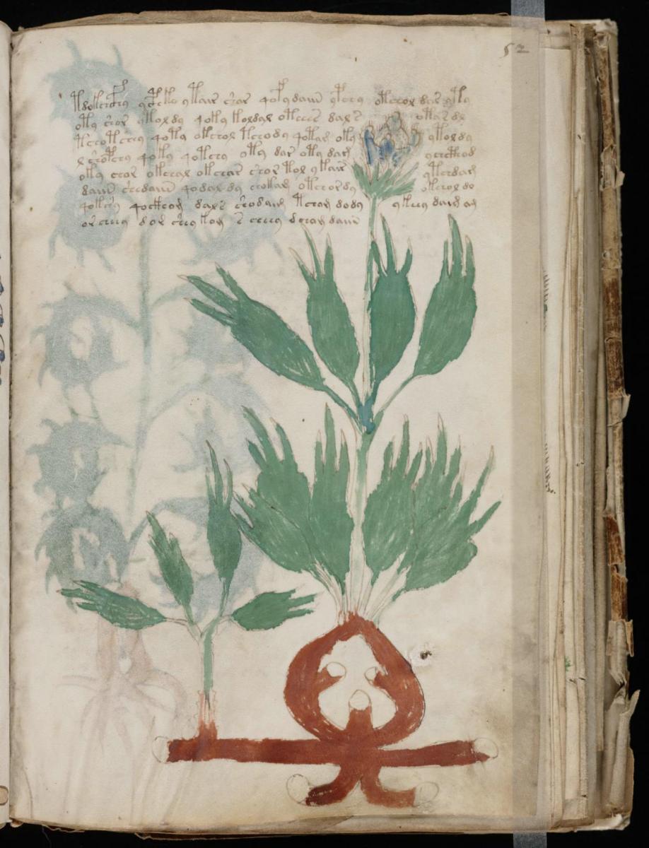 Манусрикпт Войнича Манусрикпт Войнича