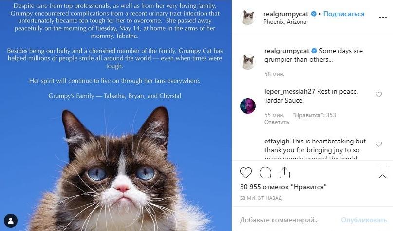 Умерла герой мемов сердитая кошка Grumpy cat Умерла герой мемов сердитая кошка Grumpy cat