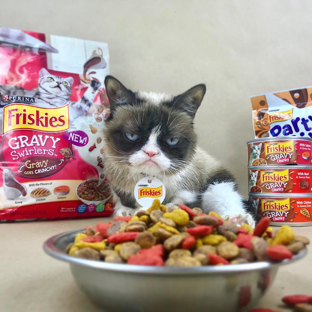 Grumpy Cat снималась в рекламных кампаниях / instagram.com/realgrumpycat Grumpy Cat снималась в рекламных кампаниях / instagram.com/realgrumpycat