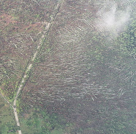 На Житомирщине смерч снес свыше 100 гектаров леса, сообщили в местом управлении лесного и охотничьего хозяйства