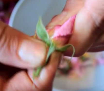 Этапы приготовления варенья из лепестков розы