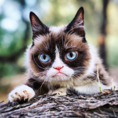 Сердитый кот Сердитый кот