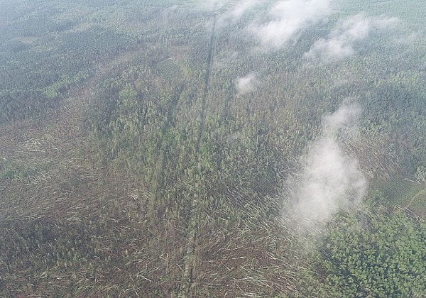 Смерч на Житомирщине снес более 100 гектаров леса, опубликованы фото