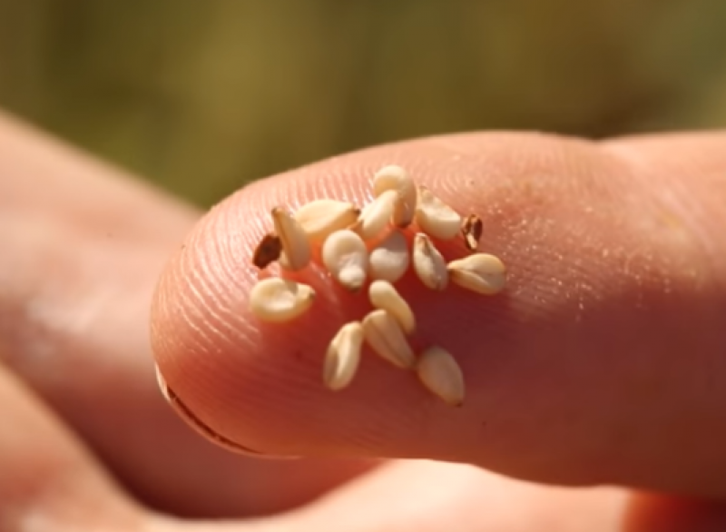 Диетолог назвала непривычные источники кальция