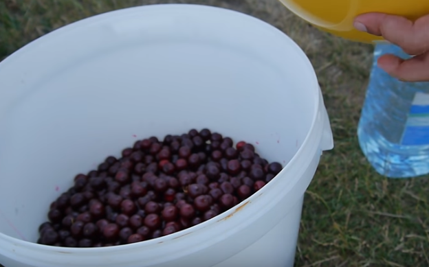 Готовое вино из вишни нужно настаивать минимум месяц