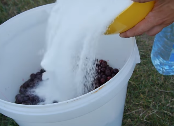 Готовое вино из вишни нужно настаивать минимум месяц