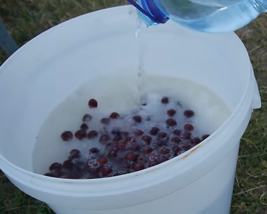 Готовое вино из вишни нужно настаивать минимум месяц