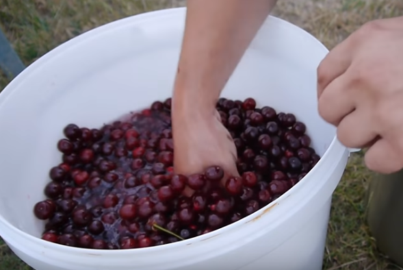 Готовое вино из вишни нужно настаивать минимум месяц