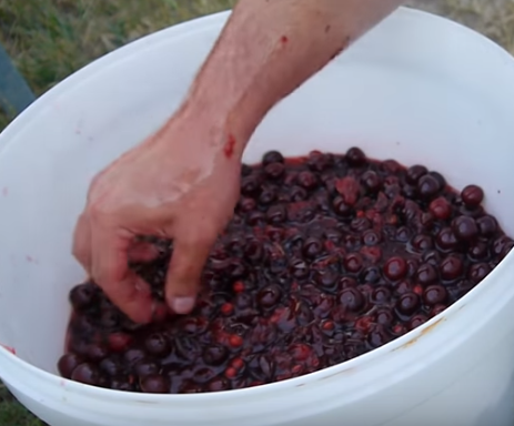 Готовое вино из вишни нужно настаивать минимум месяц