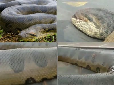 Звероловы поймали чудовищную анаконду: зрелищное видео