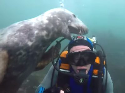 Тюлень стал звездой Сети