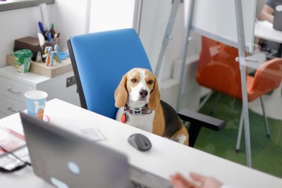 Собака Собака