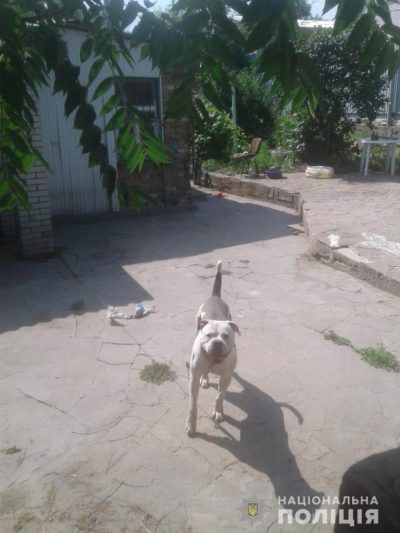 На Киевщине бойцовская собака едва не загрызла пенсионерку: женщина в больнице