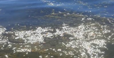 Днепр отравили: в Черкасской области произошел массовый мор рыбы и раков