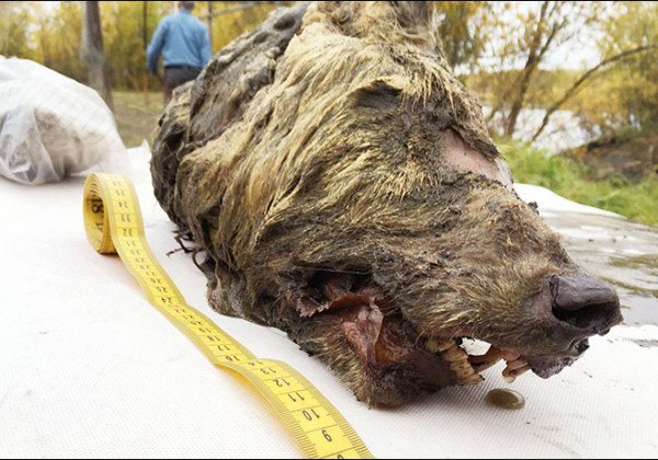 В Сибири из вечной мерзлоты выкопали голову древнейшего волка с целым мозгом