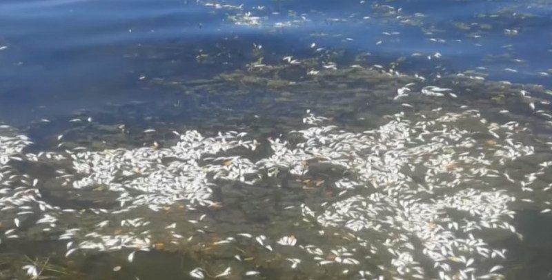 Днепр отравили: в Черкасской области произошел массовый мор рыбы и раков