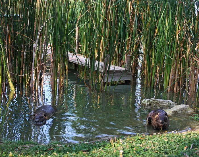 В Севастополе высохло озеро