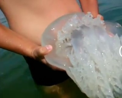 В Кирилловке нашествие медуз