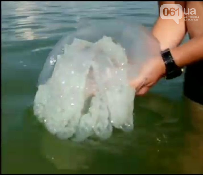 В Кирилловке нашествие медуз