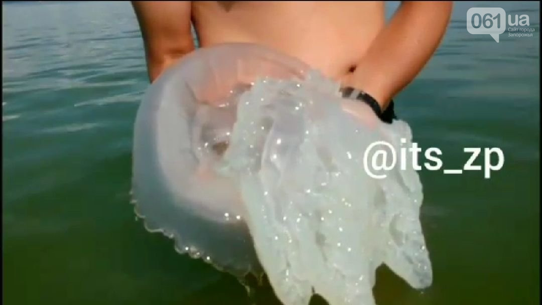 В Кирилловке нашествие медуз