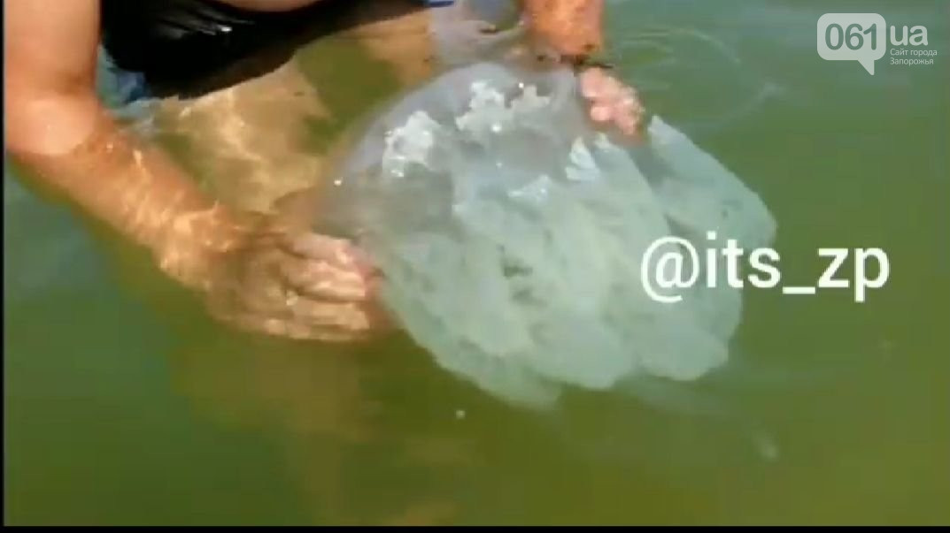 В Кирилловке нашествие медуз