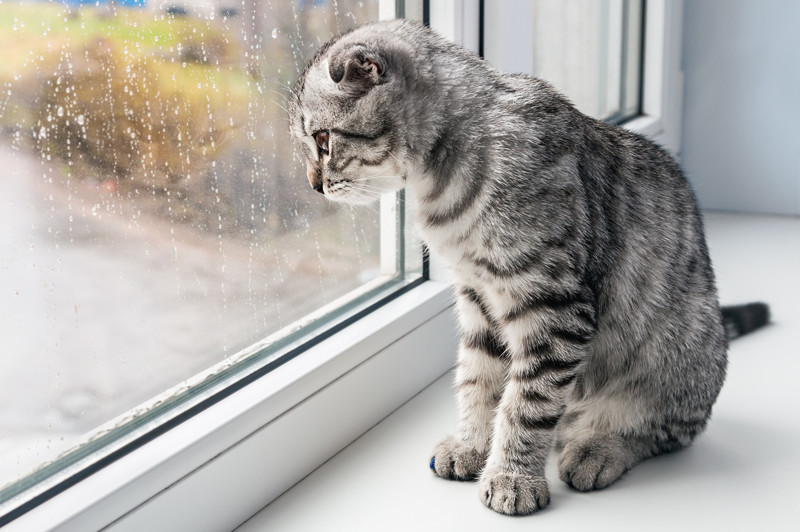 дождь, кот дождь, кот