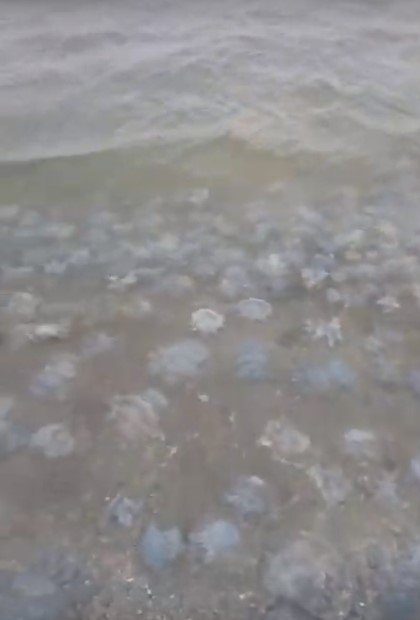 Медузы в Азовском море
