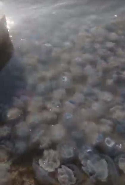 Медузы в Азовском море