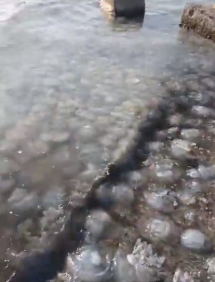 Медузы в Азовском море