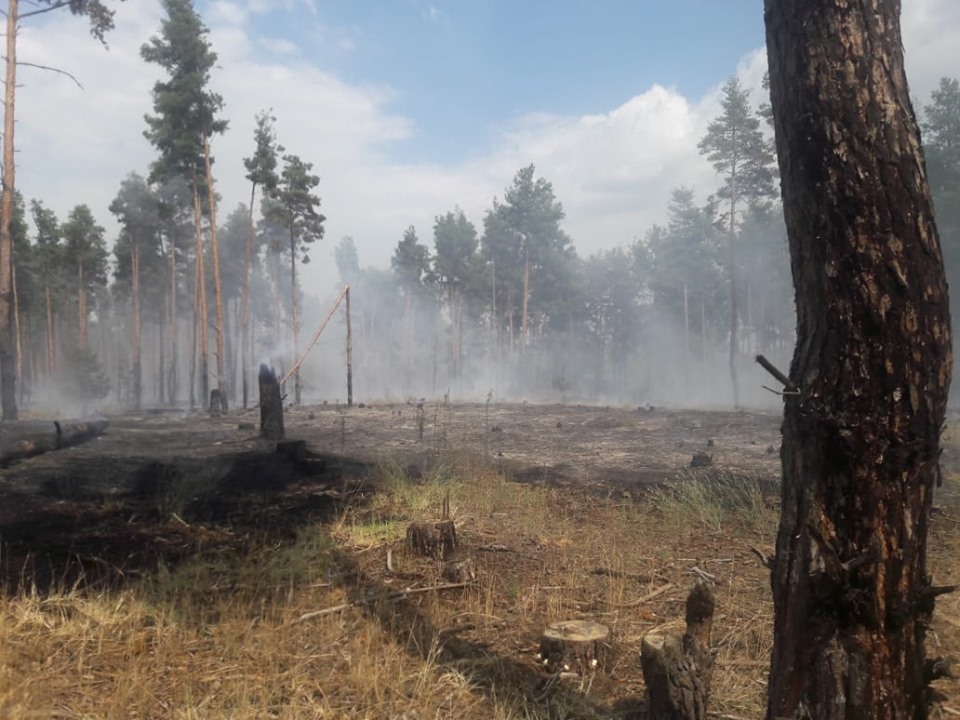 Выгорело больше гектара: масштабный пожар охватил лес в Херсонской области