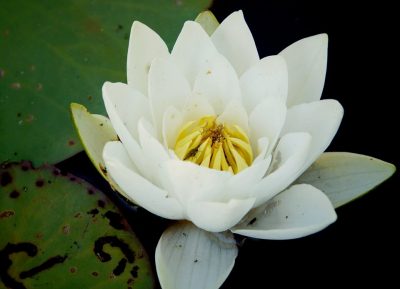 В Чернобыльской зоне выросли гигантские водные цветы: завораживающие фото