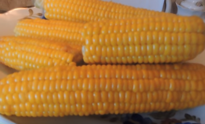Как правильно варить кукурузу, и сколько нужно времени: тонкости приготовления летней вкусняшки