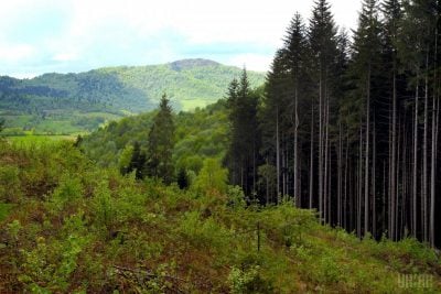 дерева дерева